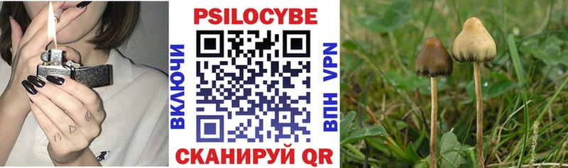 Купить закладки Красный Кут Галлюциногенные грибы GOLDEN TEACHER